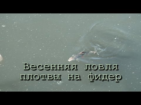 Весна. Плотва. Фидер.... и голубиный помёт!!!!!!!!