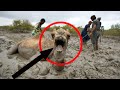 Camel Rescue From Water Channel|Animal Rescue From Water Channel|Best Animal Rescue 2021