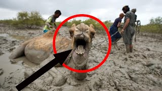 Camel Rescue From Water Channel|Animal Rescue From Water Channel|Best Animal Rescue 2021