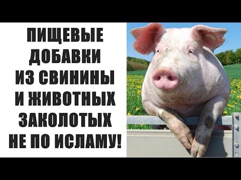 ПИЩЕВЫЕ ДОБАВКИ ИЗ СВИНИНЫ И ДРУГИХ ЖИВОТНЫХ!