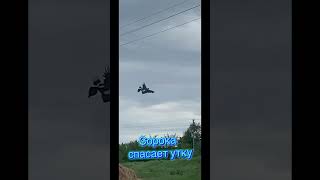 Ворон тащит утку #борьба#случай#спасение#спасениежизни#счастливыйконец