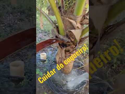 Vídeo: Meu fruto de coco está murchando: dicas sobre como cuidar de coqueiros doentes