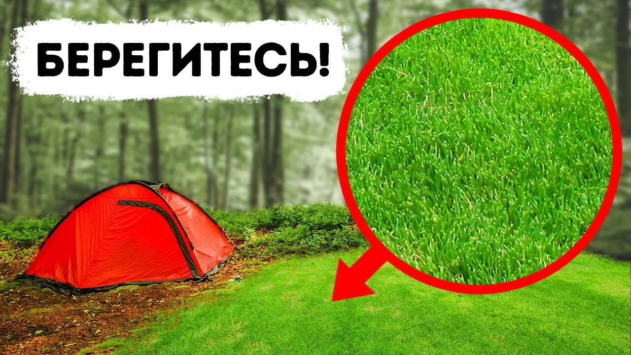 Если вы увидите эту зеленую поляну в лесу, немедленно бегите!