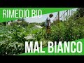 RIMEDIO CONTRO MAL BIANCO (OIDIO) DELLE ZUCCHINE | RECENSIONE POMPA STOCKER 5 LITRI