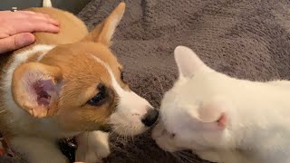 Cat Meets A Corgi Puppy