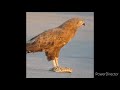 الصقر يأكل حية وهي حية The Falcon Eats Alive While Alive 