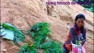 lo saib nkauj hmoob mu dej zaub nyuj e sov2 li lo da dej nawb