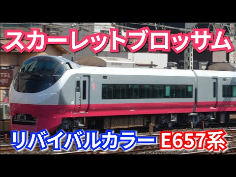 【紅色】E657系 リバイバルカラー 第2弾 K12編成 スカーレットブロッサム 特急ひたち・ときわ【4K】