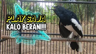 Pancingan BURUNG kacer gacor NGEPLONG TARUNG ini paling AMPUH buat KACER agar EMOSI