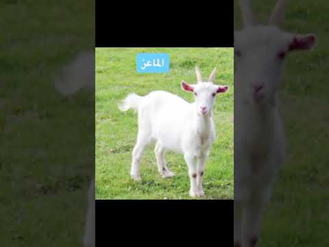 كيف ترى الحيوانات العالم مقارنة مع الإنسان