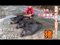 【狩猟】猪が急増する島に罠かけるとすごかった... Wild boar hunting