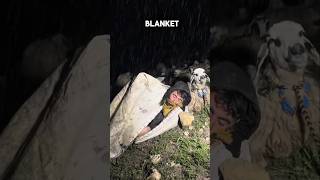 Why This Turkish Shepherd Sleeps Outside With His Sheep shepherd