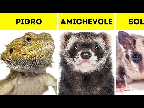 Video: Quando il tuo nuovo animale domestico non è adatto a te