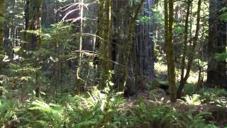 Bigfoot-Amazing Redwoods Sighting