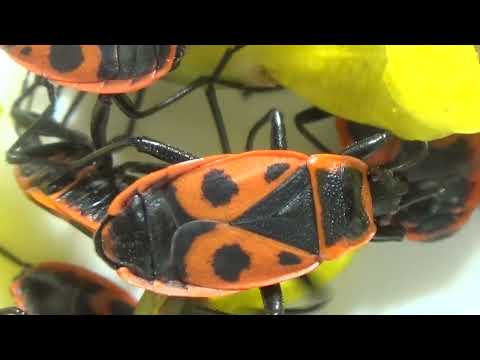 Do You Like or Afraid of Firebugs Pyrrhocoris apterus in Your Garden?