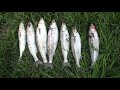 ***How to catch Yellow Eyed Mullet..GREAT FOR THE KIDS***