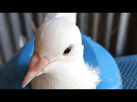 Animal Care BD is live!