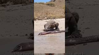 Electric eel Current kaise banati h| #shorts #animals #wildlife #fish #electric #electriceel #viral