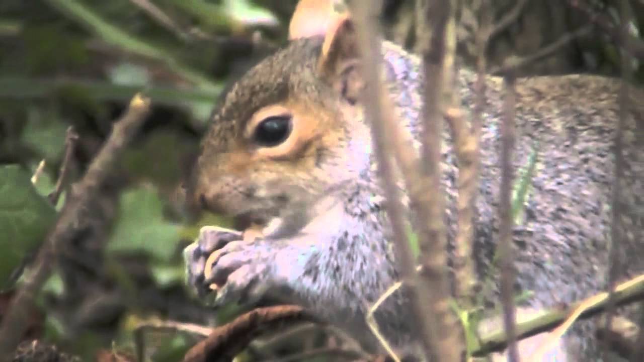 Eastern  Grey Squirrel, Sciurus carolinensis