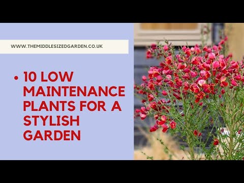 Video: Zahrady se snadnou údržbou – přečtěte si o zahradnictví s nízkou údržbou