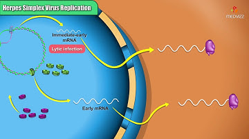 Herpes simplex virus replication Steps   Microbiology Animations