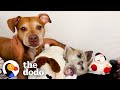 Tiny Piglet Snuggles With Anxious Rescue Dog | The Dodo