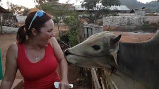 Cow Lick