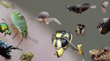 Compilation insect video