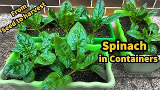 Growing Spinach from Seed to Harvest in Planters  Container Garden