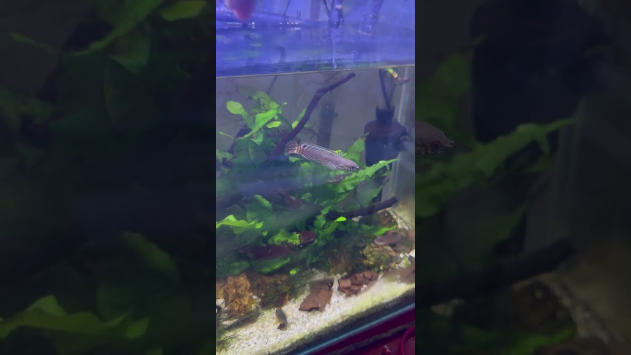 Feeding Channa Bleheri 