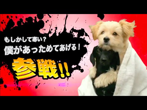 爆笑イッヌ全員参戦！！part26