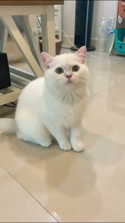 funny cute cat laugh 😹❤️ #shorts #cat #tiktok #reels kore nani neko