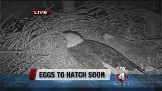 Match Highlights Eagle cam eggs expected to hatch soon
