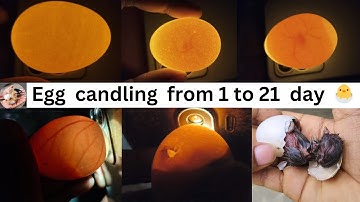 Egg candling from day 1 to 21   Checking Fertility & Development at home