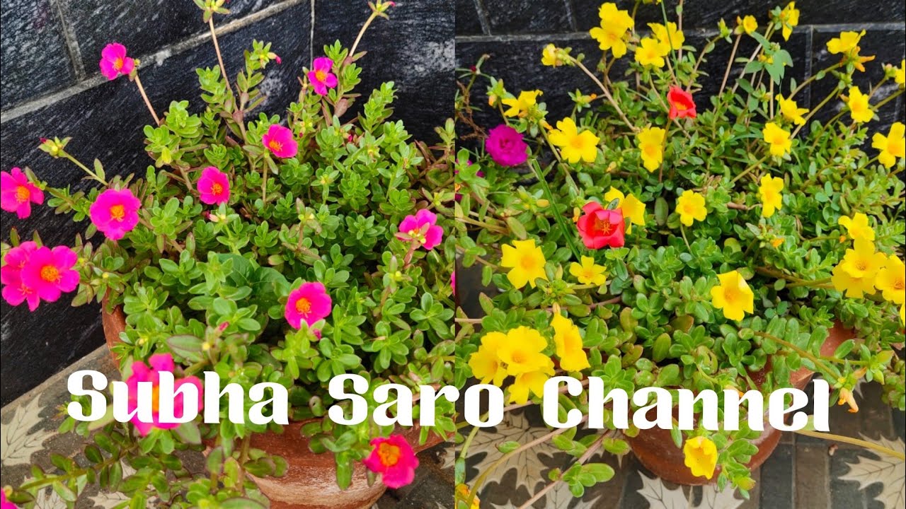 How to care portulaca plant/Table rose plant care in tamil YouTube