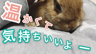 お父さんの膝の上でうっとり可愛いうさぎ #250