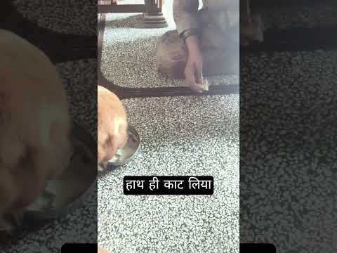 हाथ ही काट लिया #goldenretreivers #shortfeed #youtubeshorts #trendingreels #shorts