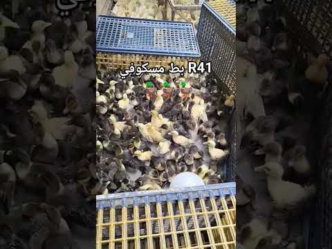 بط مسكوفي 41 الوفا المكان البساتين القاهرة  سفير الدواجن اكسبلور  بط 