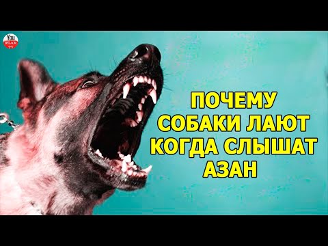 Видео: Почему ваша собака лижет вас?