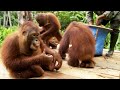 Benny's Jungle School Adventures