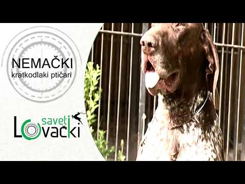 Video: Boston Terrier plače čudovito vojno proti Mornings
