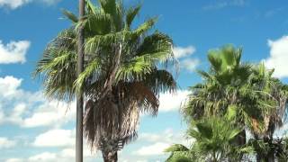 BPUB Update - Tree Trimming