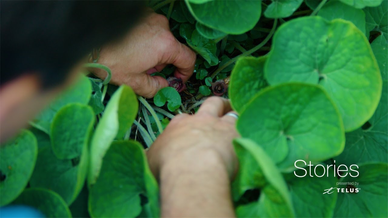 wwe championship TELUS | Stories - Think Global. Plant Local.