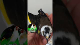 Carduelis Carduelis Parva black piebald 🖤🤍🖤 #cardellino #Carduelis #حسون #goldfinch #parva #jilguero