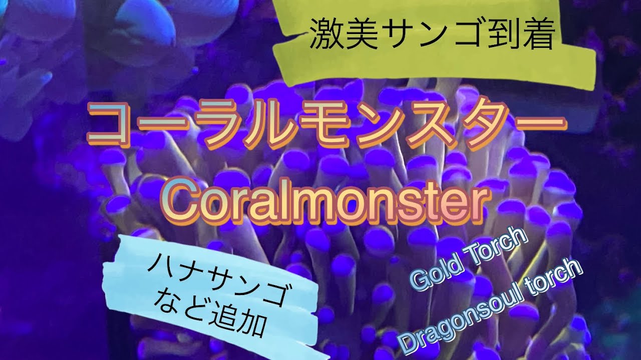 コーラルモンスター便 サンゴ到着♪ 激美ハナサンゴGold Torchなど 