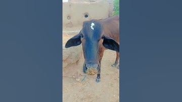 Thumbnail of Beautiful Black Cow 🐄#cow #trending #cowvideos #music