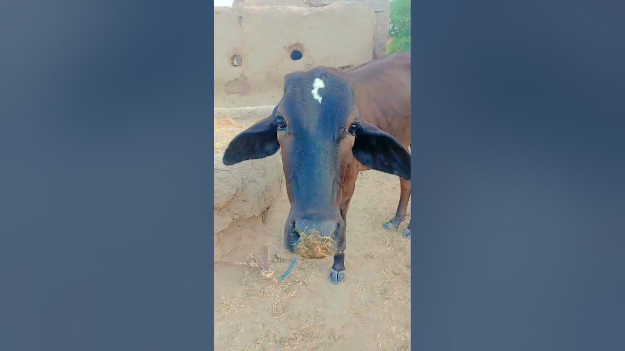 Beautiful Black Cow π#cow #trending #cowvideos #music Beautiful Black Cow π#cow #trending #cowvideos #music