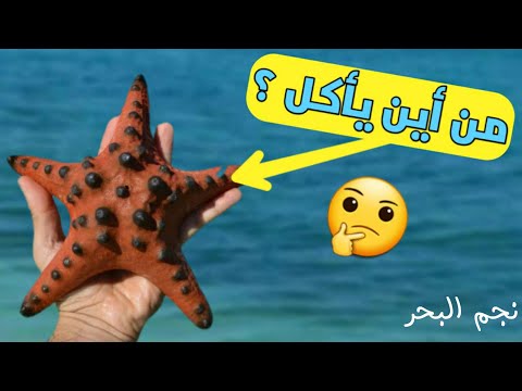 فيديو: متى تأكل نجوم البحر؟