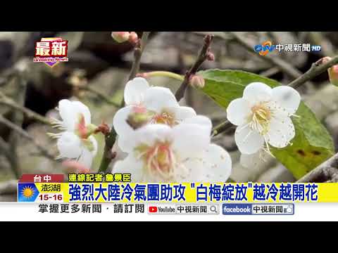 強烈大陸冷氣團助攻 "白梅綻放"越冷越開花│中視新聞 20260107