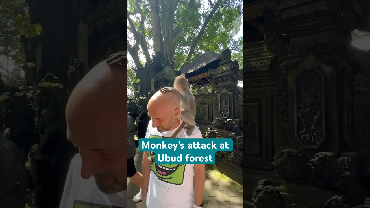 Monkey business in Ubud, Bali🐒 